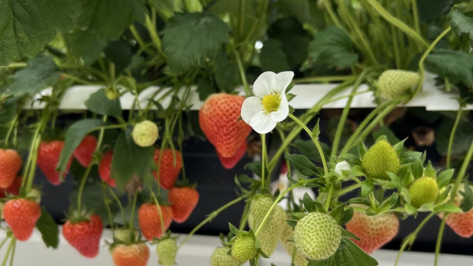 Why Change? Understanding your Strawberries 🍓